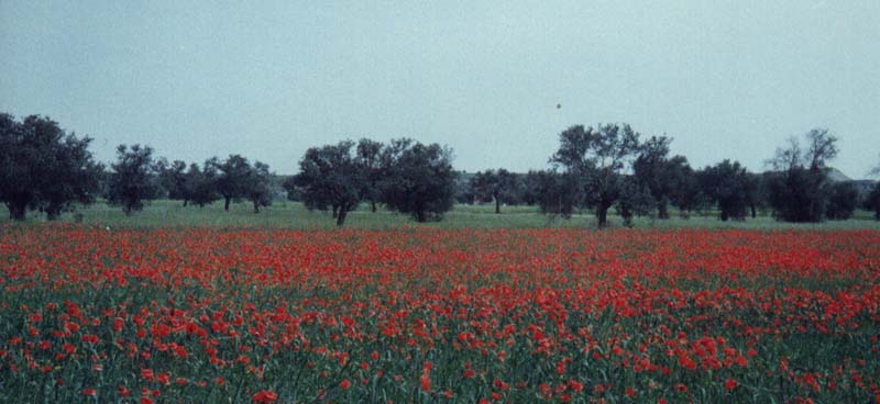 A poppy field