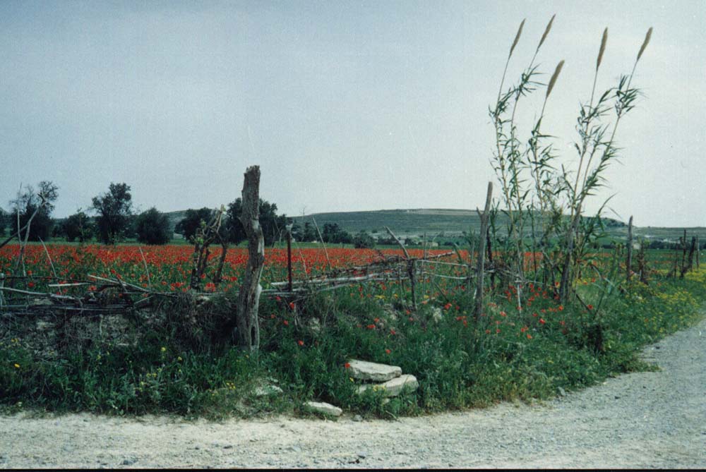 Spring in Louroujina